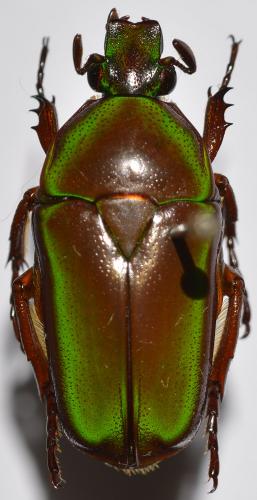 Tmesorrhina tridens